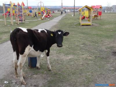 Чтобы коровы не бродили по Углегорску, мэр выделит землю и пастуха - mur.tv - Южно-Сахалинск - Углегорск