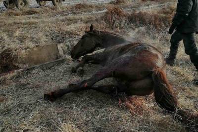 Спасатели в Чите вытащили раненую лошадь из канавы - mur.tv - Чита