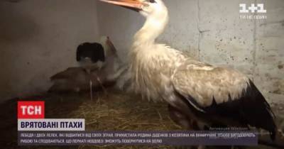 Спасенные птицы: в Винницкой области на частном дворе нашли приют два аиста и лебедь - mur.tv - Винницкая обл.
