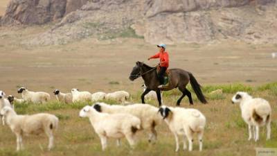 Безоружный пастух голыми руками задушил напавшего на стадо овец волка - mur.tv - Китай