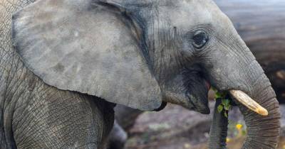 Слон – личность: животное из Бронкса требуют признать “персоной” - mur.tv - Сша - штат Нью-Йорк