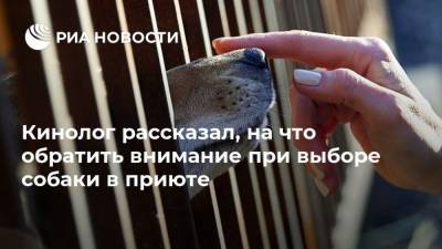 Владимир Голубев - Кинолог рассказал, на что обратить внимание при выборе собаки в приюте - mur.tv - Россия - Москва