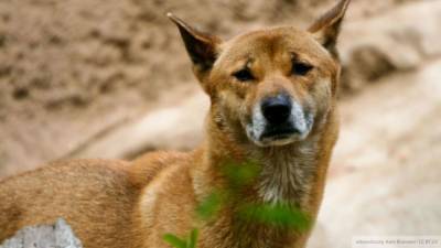 Россиянам объяснили правила выбора собаки из приюта - mur.tv