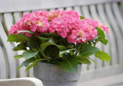 Ядовитые комнатные растения. 9 домашних цветов, с которыми нужно вести себя осторожно - nashsovetik.ru