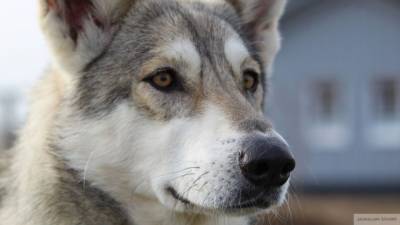 Житель Мордовии подобрал на дороге раненую собаку и выходил ее - mur.tv - республика Мордовия