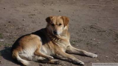 Любители горячительных напитков избили собаку до полусмерти под Тверью - mur.tv - Тверь
