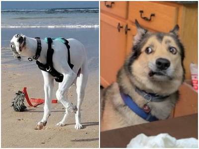 20 чудаковатых собак, которые рассмешат любого своими выходками - mur.tv