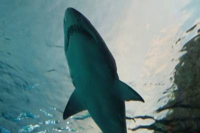 У побережья Австралии мужчина погиб от зубов акулы - mur.tv - Австралия