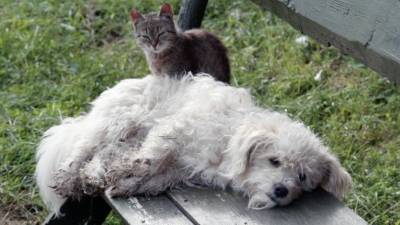 Приют под Иркутском обвинили в убийстве 50 тысяч кошек и собак - mur.tv - Иркутск