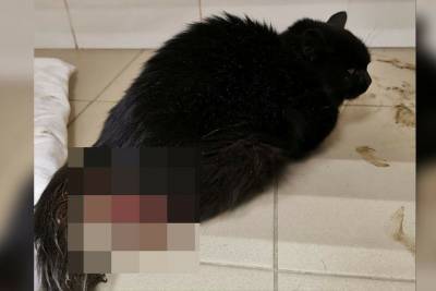 В Башкирии возле храма нашли кошку с тяжелой травмой - mur.tv - республика Башкирия