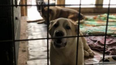 Зоозащитники обвинили приют в убийстве 50 тыс. животных в Иркутске - mur.tv - Иркутск - Иркутская обл.