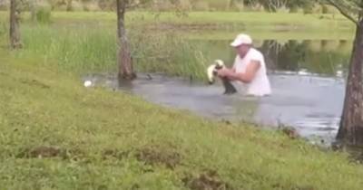 Мужчина голыми руками разжал пасть аллигатора, спасая щенка - mur.tv - штат Флорида - Usa