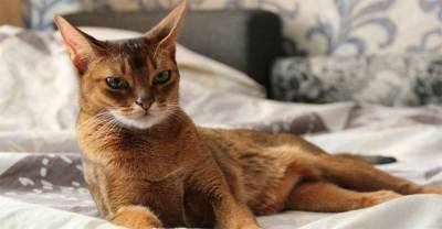 Солнечный кот, или все про здоровье абиссинской кошки - mur.tv - Эфиопия