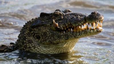 Видео: Житель Флориды голыми руками залез в пасть к аллигатору и вызволил щенка - mur.tv - Сша - штат Флорида