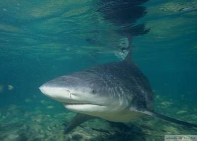 Акула отгрызла руку 60-летнему австралийцу - mur.tv - Австралия - Брум