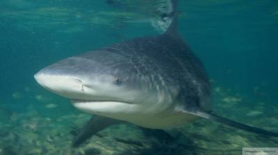 Акула до смерти закусала 60-летнего мужчину в Австралии - mur.tv - Австралия - Брум