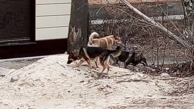 Мурманчане пожаловались на стаю бездомных и агрессивных собак - mur.tv - Мурманск