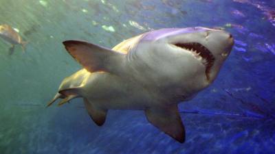 Акула впервые за 60 лет напала на человека в районе пляжа Голд-Кост - mur.tv - Австралия - Брум