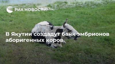 В Якутии создадут банк эмбрионов аборигенных коров - mur.tv - Россия - Москва - республика Саха - Якутск