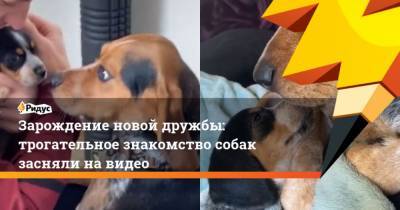 Зарождение новой дружбы: трогательное знакомство собак засняли навидео - mur.tv