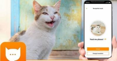 Инженер Amazon создал переводчик кошачьего языка - womo.ua