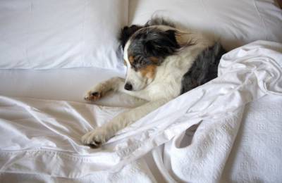 ТОП-3 породы собак, которые больше всего на свете любят спать - mur.tv