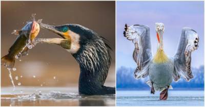 32 невероятные фотографии птиц, которые приводят в восторг - cpykami.ru