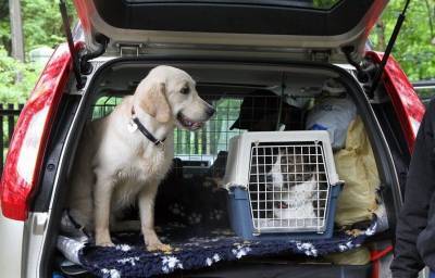 Перевозка кошек и собак на дальние расстояния - mur.tv - Украина