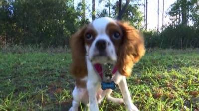 Ричард Уилбэнкс - Чудесное спасение щенка из пасти аллигатора попало на видео - mur.tv - Сша - штат Флорида