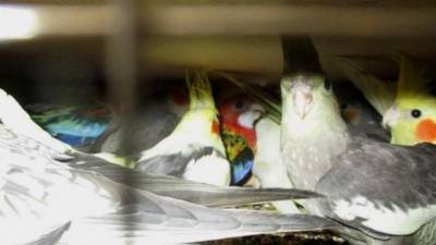 В Петербург привезли 314 попугаев из Краснодара - mur.tv - Санкт-Петербург - Краснодар - Краснодарский край