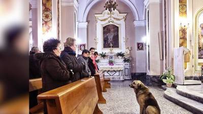 Убитый горем пес каждый день приходил в церковь - mur.tv