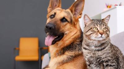 Любите кошек или собак? Доктор Дельгадо скажет, кто вы - mur.tv