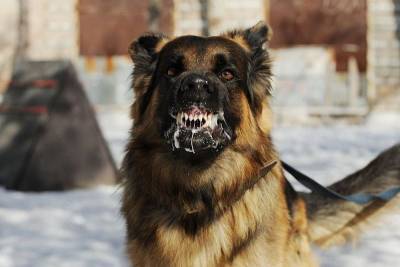 В Смоленской области бешеная собака заразила пятерых человек - mur.tv - Смоленская обл.