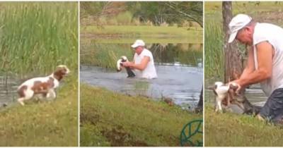Битва за щенка: 74-летний мужчина вырвал свою собачку из пасти аллигатора и стал героем Интернета (видео) - mur.tv - Сша - штат Флорида