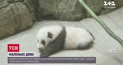 В Вашингтоне посетители зоопарка выбрали имя для новорожденной в условиях пандемии панды - mur.tv - Сша - Вашингтон