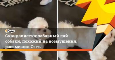 Скандалистка: забавный лай собаки, похожий на возмущения, рассмешил Сеть - mur.tv