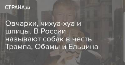 Овчарки, чихуа-хуа и шпицы. В России называют собак в честь Трампа, Обамы и Ельцина - mur.tv - Россия - Сша