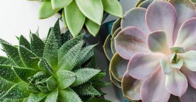 10 причудливых комнатных растений, о которых вы не знали - lifehelper.one - Юар