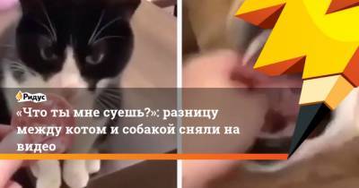 Что ты мне суешь?: разницу между котом и собакой сняли на видео - mur.tv