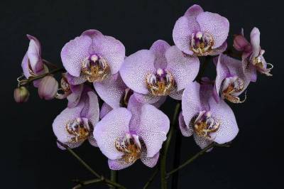 Три радикальных метода, которые помогут вашим орхидеям зацвести - sadogorod.club