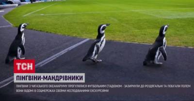 Звезды соцсетей: пингвины из чикагского океанариума прогулялись футбольным стадионом - mur.tv - Австралия - Юар