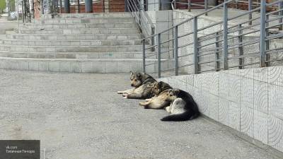 Лапа помощи, или Как спасти бездомных собак через Авито - mur.tv - Санкт-Петербург