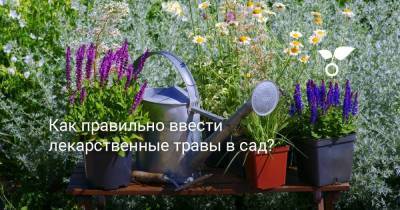 Как правильно ввести лекарственные травы в сад? - sadogorod.club