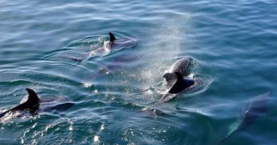 На побережье Новой Зеландии нашли более сотни погибших дельфинов - mur.tv - Одесса - Новая Зеландия
