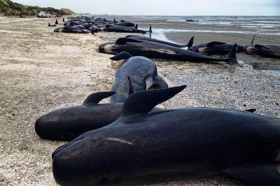В Новой Зеландии погибли больше 120 дельфинов, которые выбросились на берег - mur.tv - Новая Зеландия