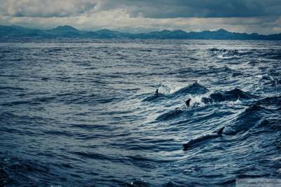 Более сотни дельфинов выбросились на берег в Новой Зеландии - mur.tv - Новая Зеландия