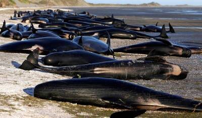 Более сотни мертвых дельфинов нашли на берегу Новой Зеландии - mur.tv - Новая Зеландия