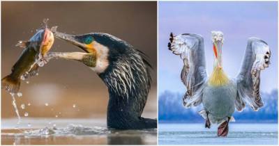 32 невероятные фотографии птиц, которые приводят в восторг - lifehelper.one