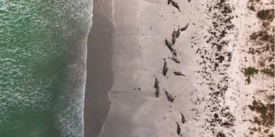 В Новой Зеландии более сотни черных дельфинов и афалин выбросились на берег и погибли - mur.tv - Новая Зеландия