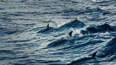 Почти 100 черных дельфинов выбросились на берег в Новой Зеландии - mur.tv - Новая Зеландия